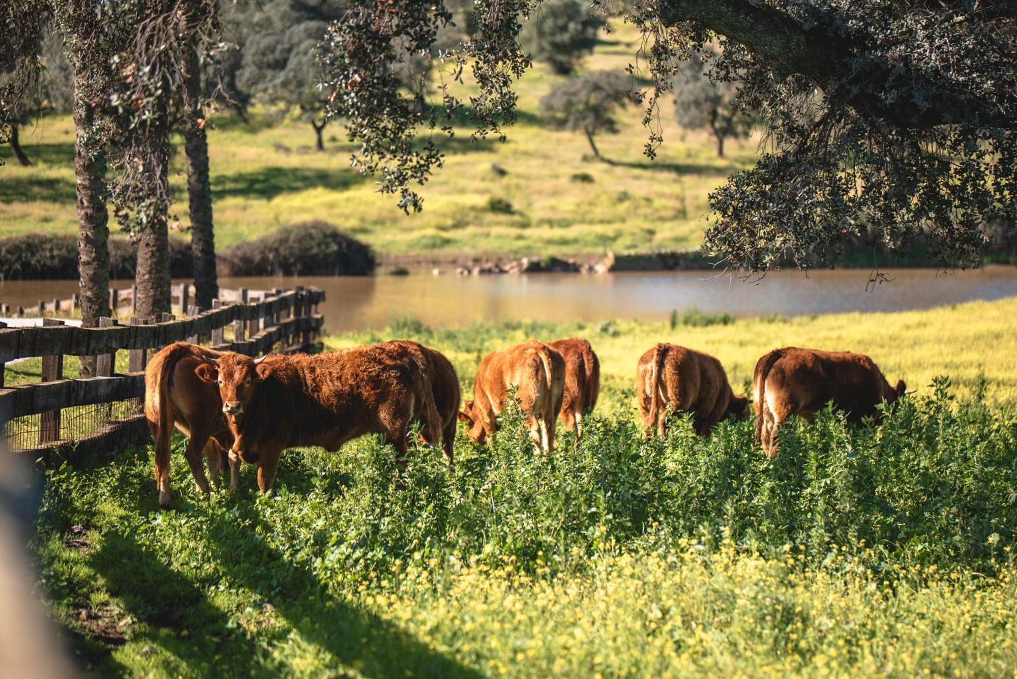 El Garrobo Alojamiento Rural Finca Barral מראה חיצוני תמונה
